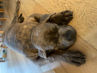 Fedelecor Cane Corso – Altona