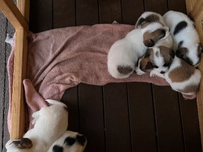 Jack Russell – Gowrie Junction