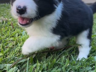 Border Collie – Sunshine Coast