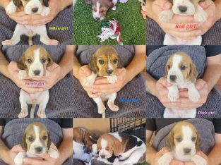 Beagle – Mildura
