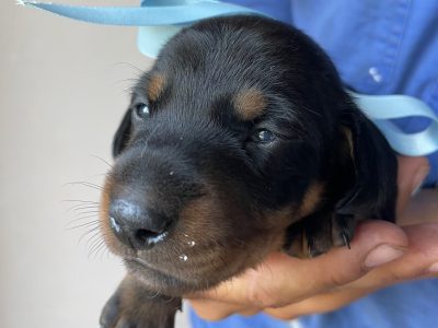 Miniature Dachshund – Quilpie