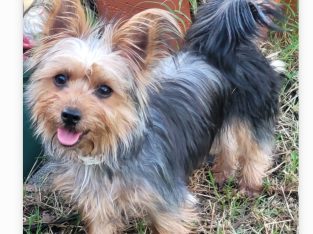 Australian Silky Terrier – Berserker