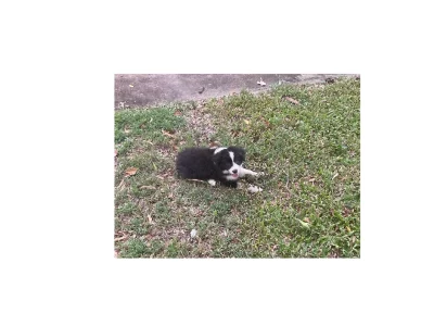 Border Collie – Moura