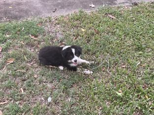 Border Collie – Moura