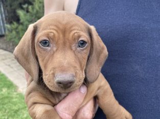Miniature Dachshund – Cobram