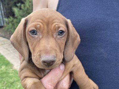 Miniature Dachshund – Cobram