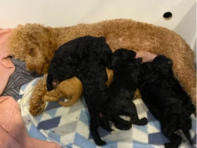 Poodle Mini – Patterson Lakes