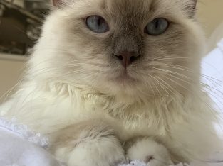 Ragdoll – Craigieburn