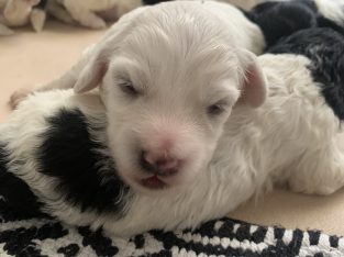 Spoodle – Mandogalup