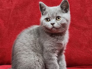 British Shorthair – West Hoxton