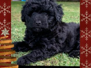 Bordoodle – Wallan