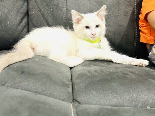 Ragdoll – Strathtulloh