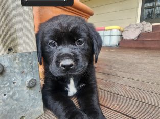 Goldador – Hazelwood South