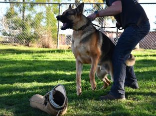 German Shepherd – Carlingford