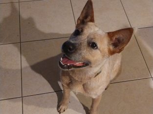 Australian Cattle Dog – Logan