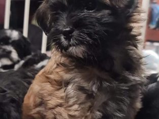 Maltese Shih Tzu – Brookdale