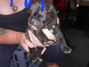 Other Dogs – Kelmscott