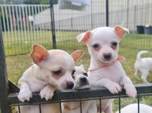 Chihuahua – Clontarf