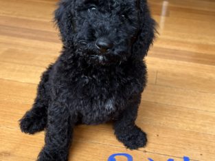 Poodle Standard – Indooroopilly