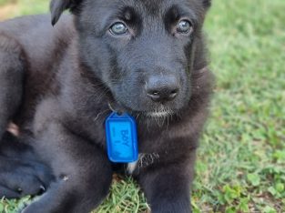 German Shepherd – Pelaw Main