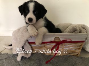 Border Collie – Mackay