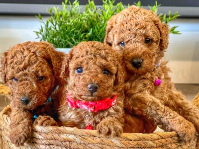 Groodle – Park Ridge