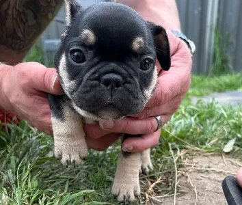 French Bulldog – Pakenham