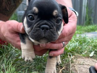 French Bulldog – Pakenham