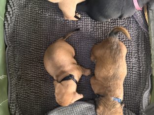 Dachshund – Birchip