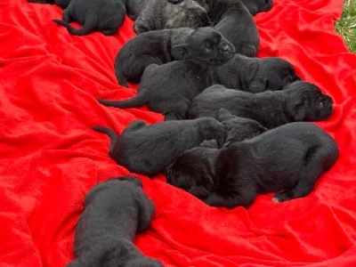 Cane Corso – Pakenham