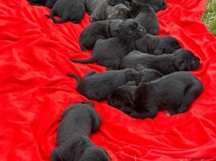 Cane Corso – Pakenham