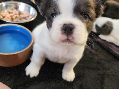 French Bulldog – Mickleham