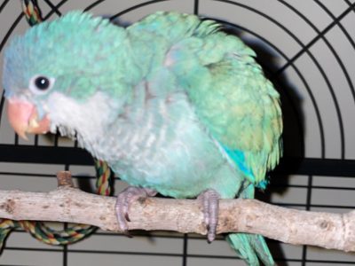 Parrots – Caroline Springs