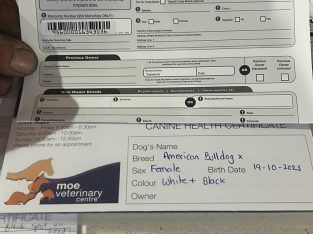 American Bulldog – Tanjil South