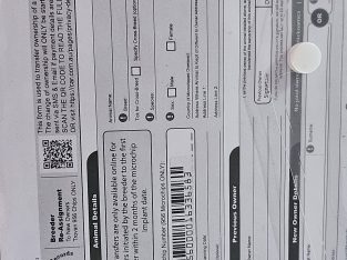 American Bulldog – Tanjil South