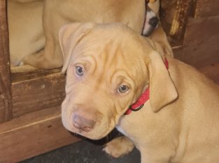 American Staffordshire Bull Terrier – Tarneit