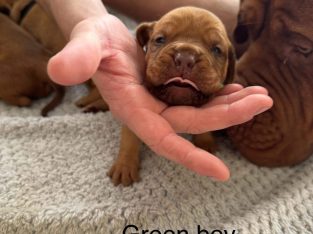 Dogue De Bordeaux – Parkes