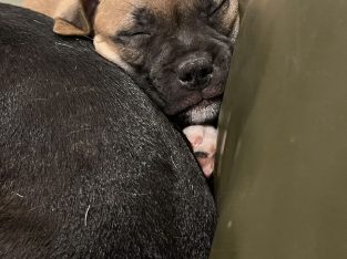 Staffordshire Bull Terrier – Cranebrook