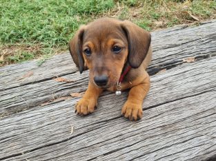 Dachshund – Pratten