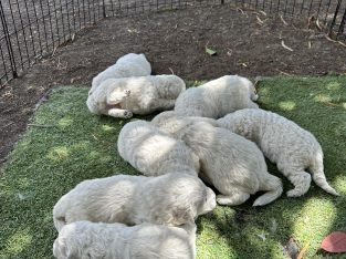 Maremma Sheepdog – Morphett Vale