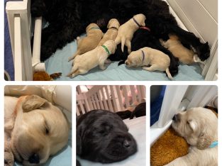 Groodle – Gracemere