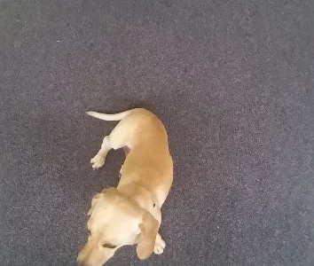 Dachshund – Waterloo