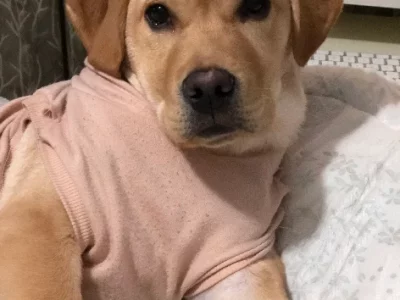 Goldador – Wollert