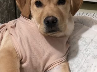 Goldador – Wollert