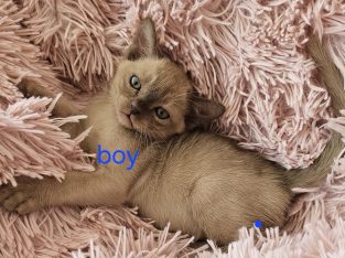 Burmese – Stockleigh