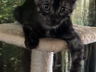 Egyptian Mau – Battery Hill