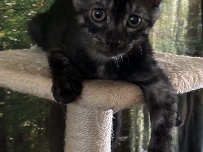 Egyptian Mau – Battery Hill