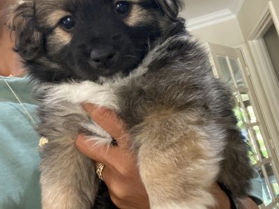 Maltese Shih Tzu – Southern River