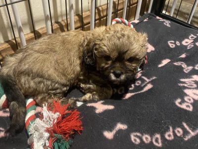 Shoodle – Strathalbyn