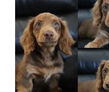 Miniature Dachshund – Telarah